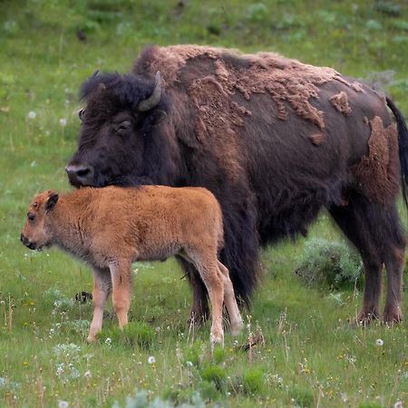 Let'S Go ! Fisherman, Families, Pools One Minute From Your Door, Comfort, Location Perfect, Amenity-Rich, Pup Friendly, Discover An Exceptional Wyoming Stay, Thermopolis River Walk Home At Hot Springs State Park, 'Where Families And Fisherman Stay' Екстер'єр фото