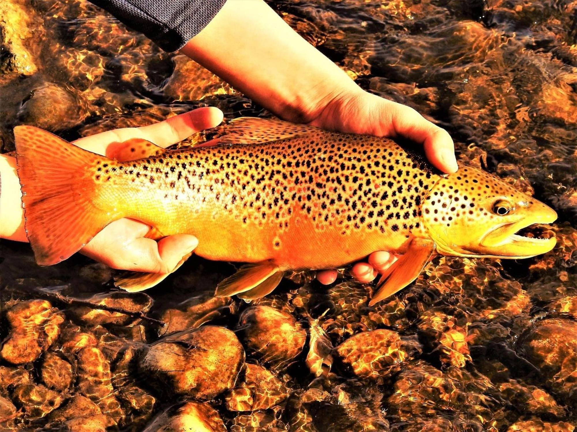 Let'S Go ! Fisherman, Families, Pools One Minute From Your Door, Comfort, Location Perfect, Amenity-Rich, Pup Friendly, Discover An Exceptional Wyoming Stay, Thermopolis River Walk Home At Hot Springs State Park, 'Where Families And Fisherman Stay' Екстер'єр фото