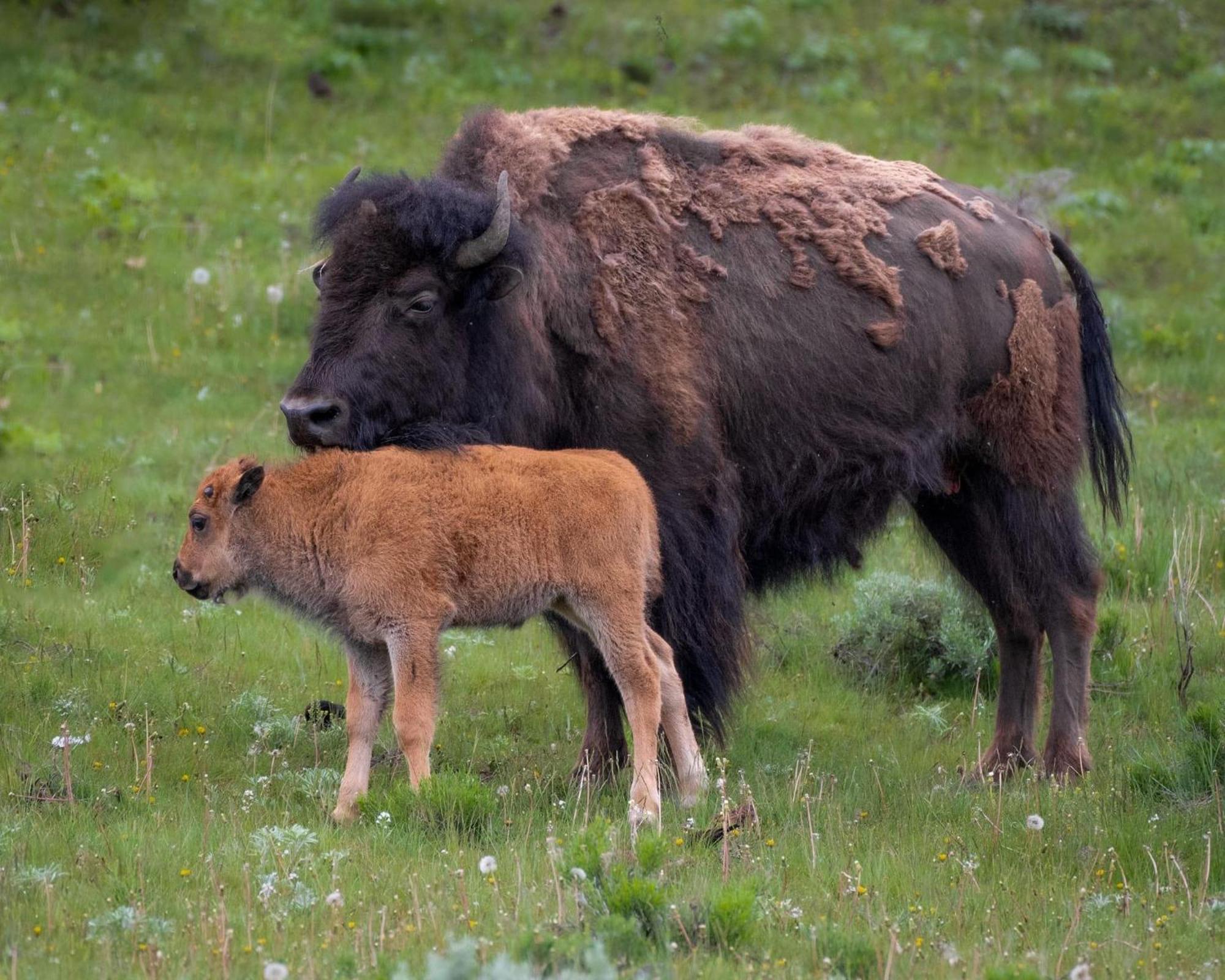 Let'S Go ! Fisherman, Families, Pools One Minute From Your Door, Comfort, Location Perfect, Amenity-Rich, Pup Friendly, Discover An Exceptional Wyoming Stay, Thermopolis River Walk Home At Hot Springs State Park, 'Where Families And Fisherman Stay' Екстер'єр фото